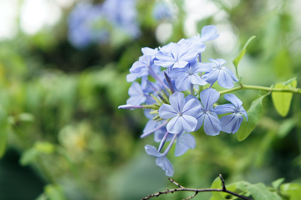 温室の花