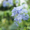 温室の花