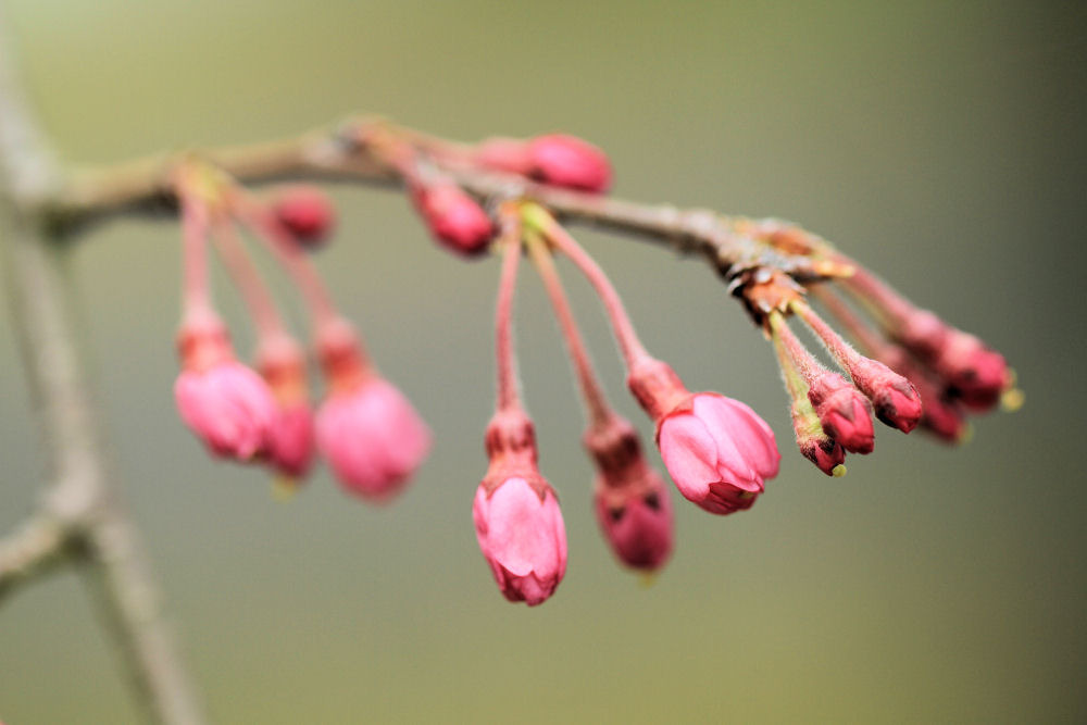 桜町陣屋の桜