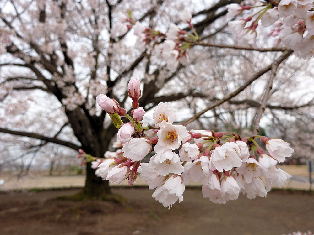 淡墨桜