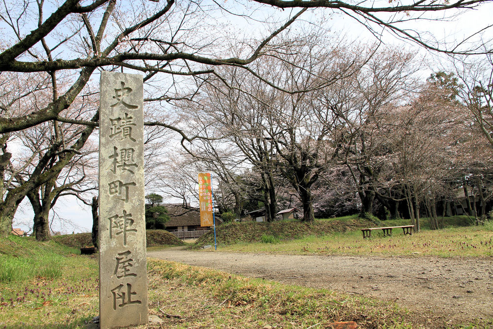 桜町陣屋の桜