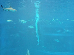 海遊館　垂直なジンベエザメ