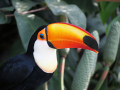 オオニハシのトロちゃん