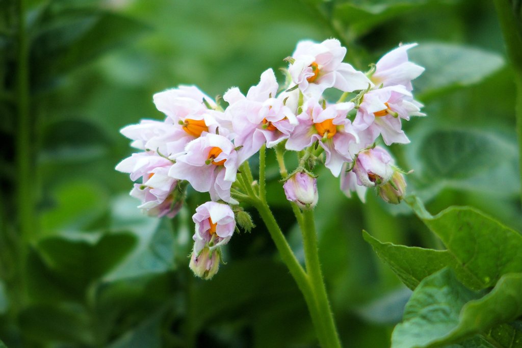 野菜の花　ジャガイモ