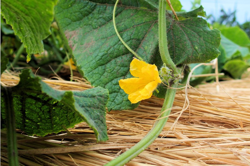 野菜の花　スイカ