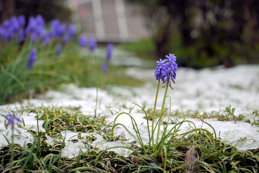 雪中のムスカリ