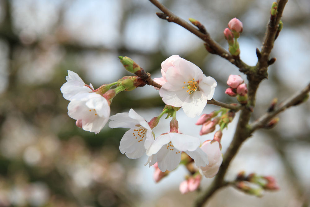 桜町陣屋の桜