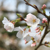 桜町陣屋の桜