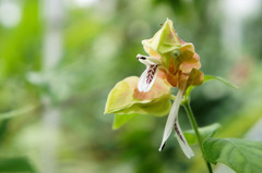 温室の花