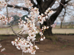 淡墨桜