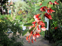 トロピカルな花