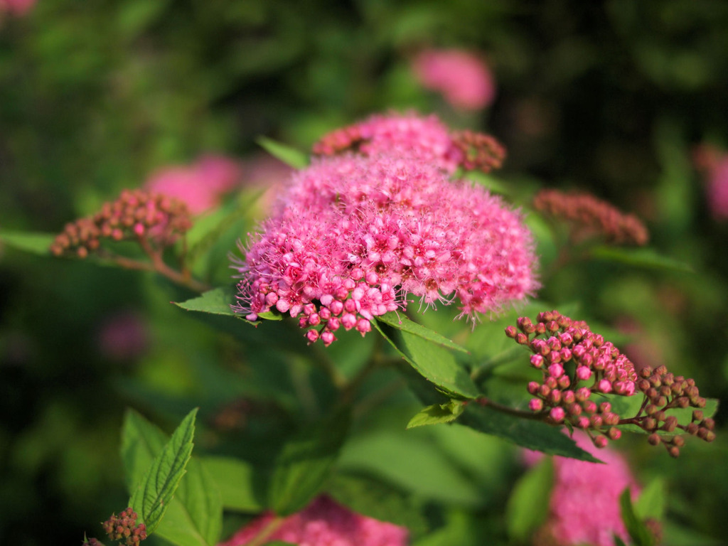 下野草ではなく下野