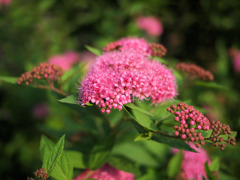 下野草ではなく下野