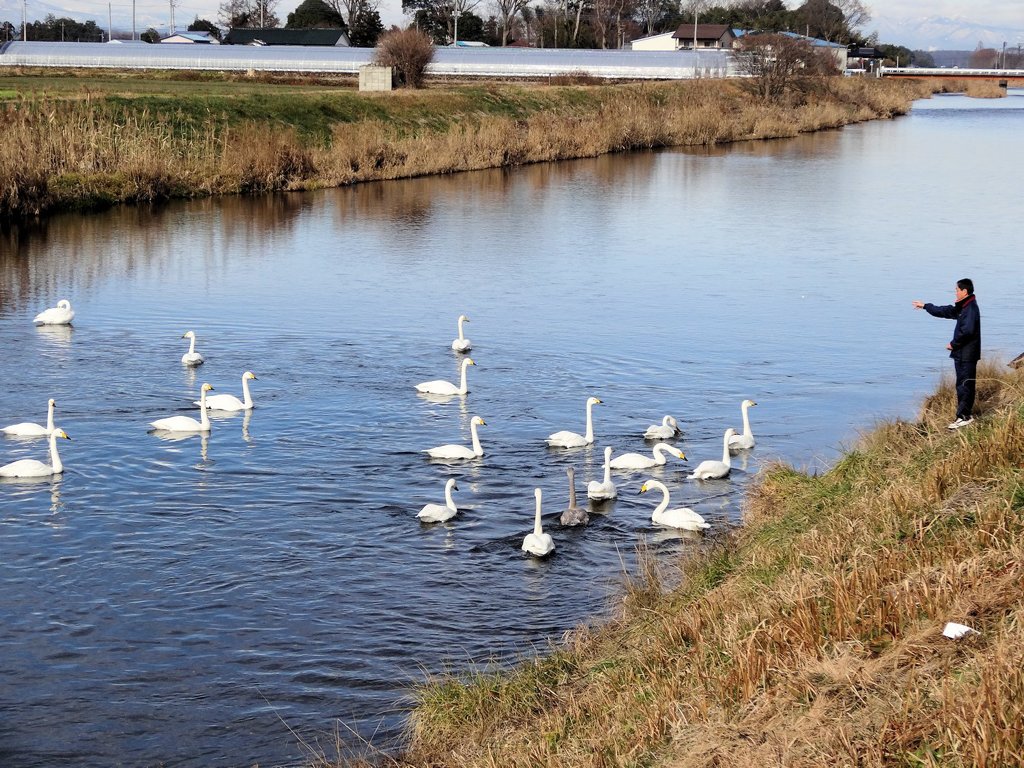 五行川の白鳥
