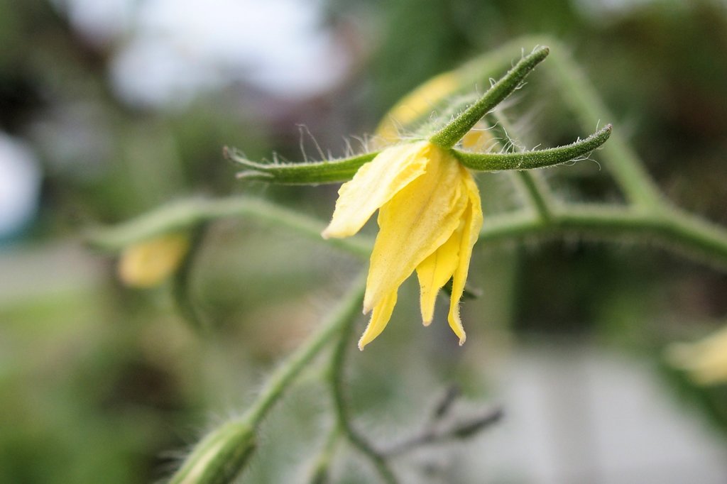 野菜の花　トマト