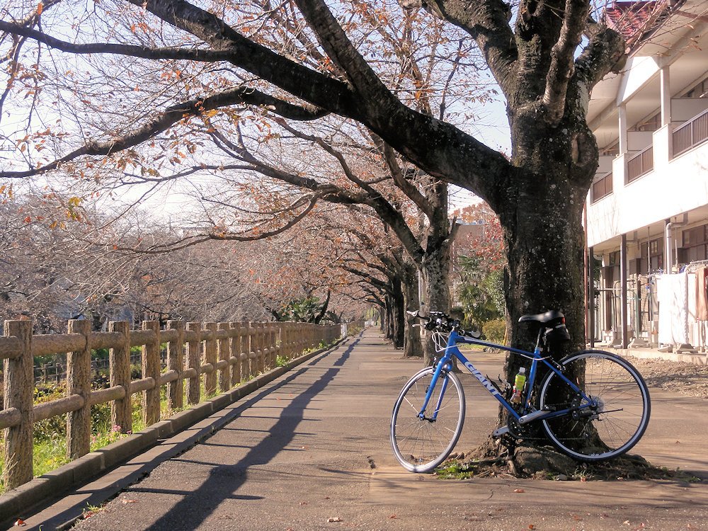 真岡市　行屋川