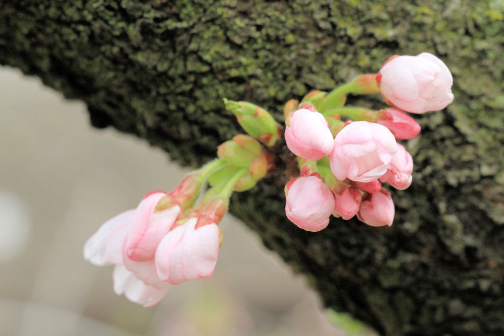 桜町陣屋の桜