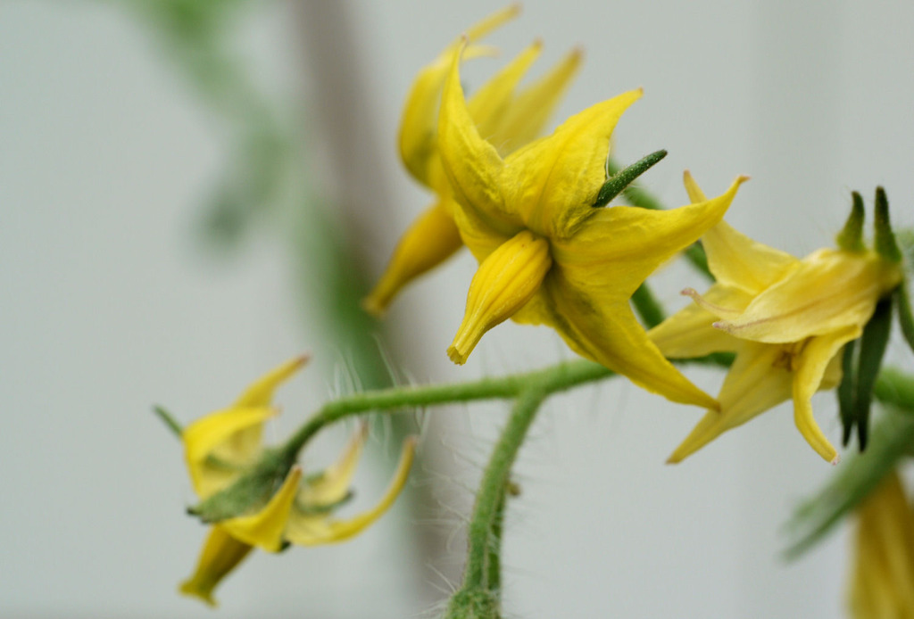 トマトの花