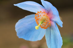 花ちょう遊館にて　ヒマラヤの青いケシ