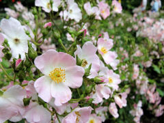 井頭公園薔薇園　HX30V