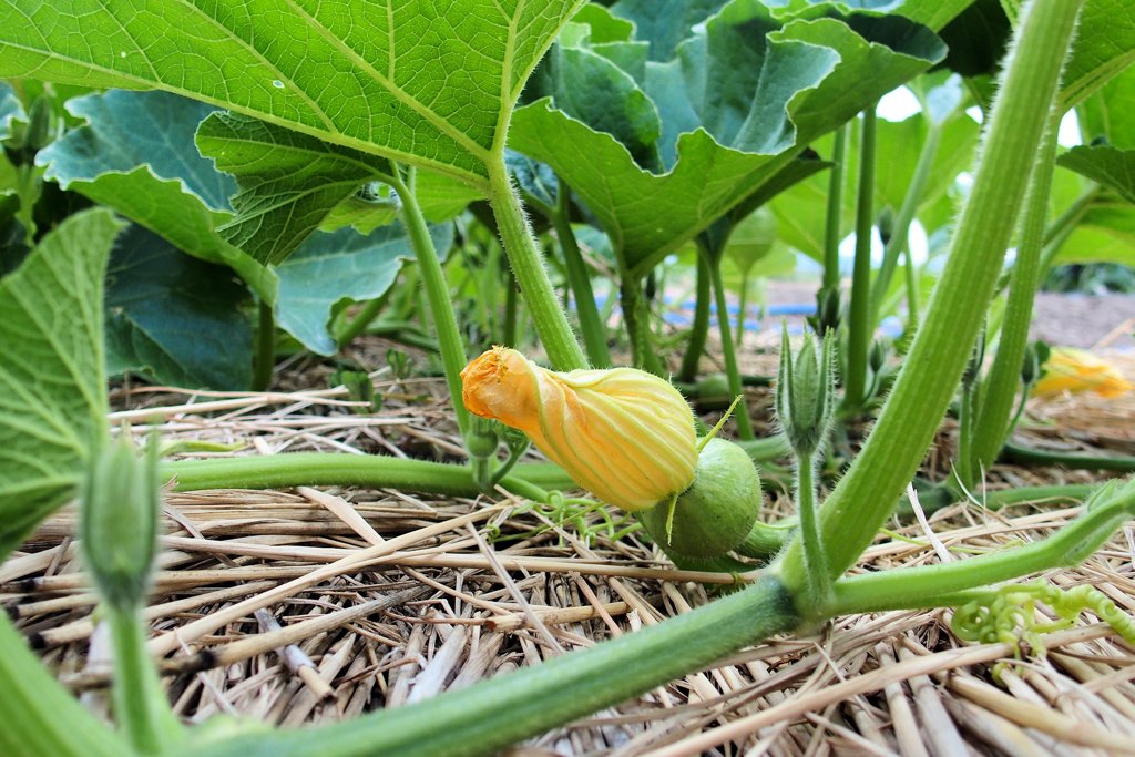 野菜の花　カボチャ