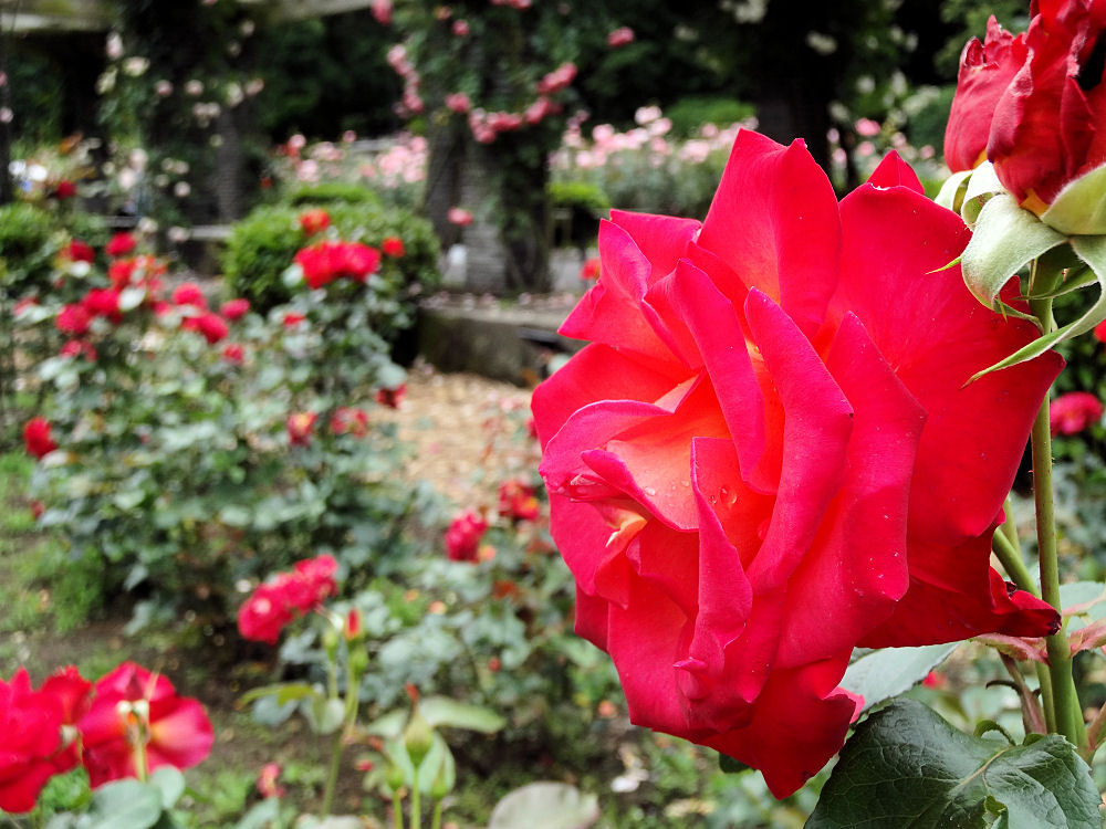 井頭公園薔薇園　HX30V