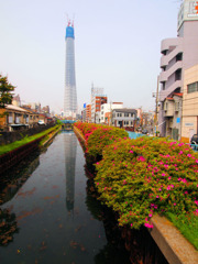 東京スカイツリー　十間橋より