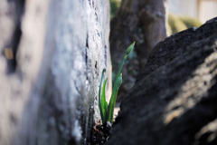 ど根性スイセン