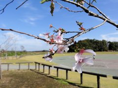 栃木県芳賀郡市貝町の城見ヶ丘運動公園の桜