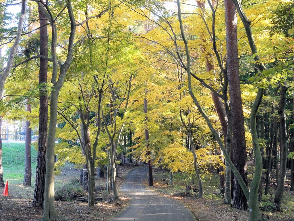 井頭公園の紅葉