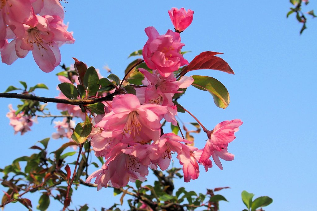 庭の花