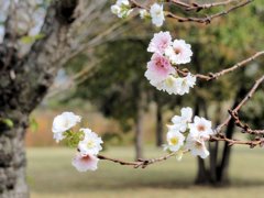 今日は河津桜が咲いていました。