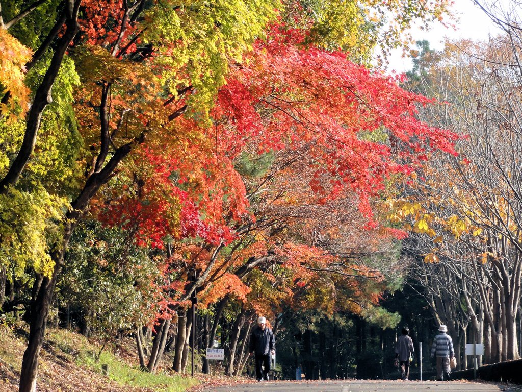 井頭公園の紅葉