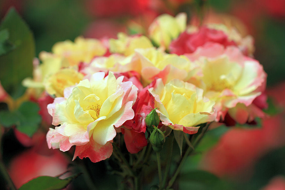 井頭公園薔薇園　EOS 7D