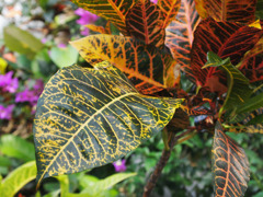 トロピカルな葉