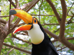 オオニハシのトロちゃん