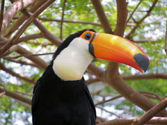 オオニハシのトロちゃん