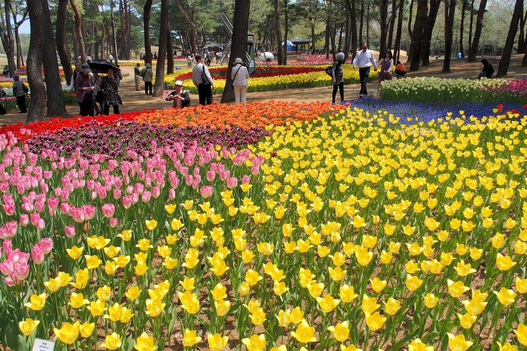 ひたち海浜公園のチューリップ