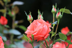 井頭公園薔薇園　EOS 7D