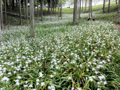 茨城県フラワーパーク