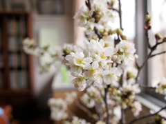 桜　強制開花