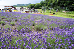 玉原ラベンダーパーク