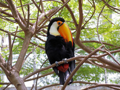 オオニハシのトロちゃん