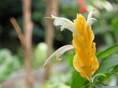 トロピカルな花　パキスタキス