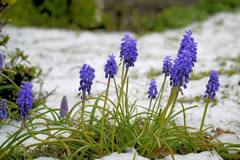雪中のムスカリ
