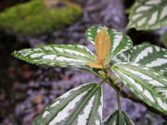 トロピカルな葉