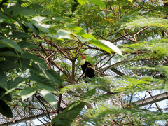 オオニハシのトロちゃん