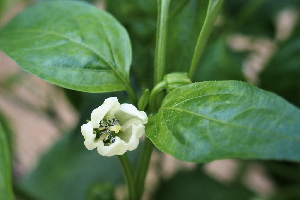 野菜の花　ピーマン
