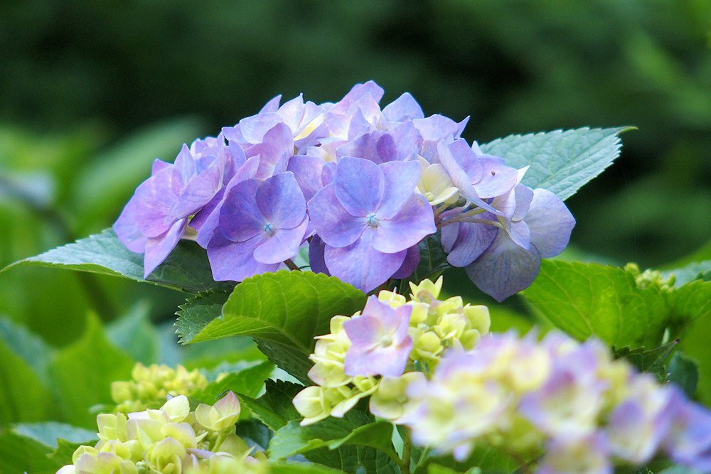 見頃になったわが家の紫陽花