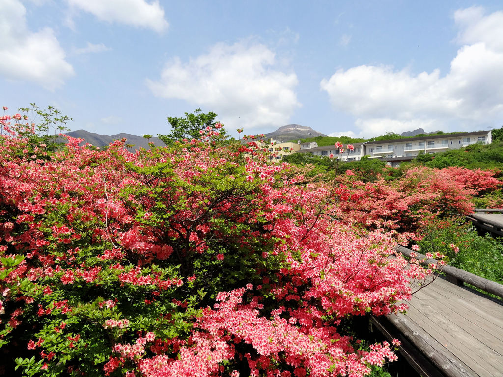 那須 八幡ツツジ群落と茶臼岳